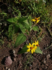 Hymenostephium quitensis