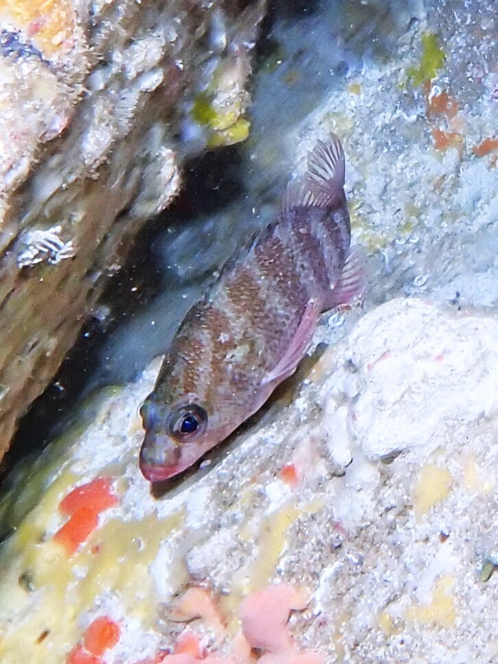 Spotty Seaperch