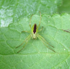 Colaranea melanoviridis