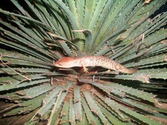 Gerrhonotus ophiurus