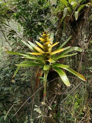 Guzmania gloriosa