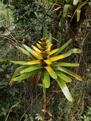 Guzmania gloriosa