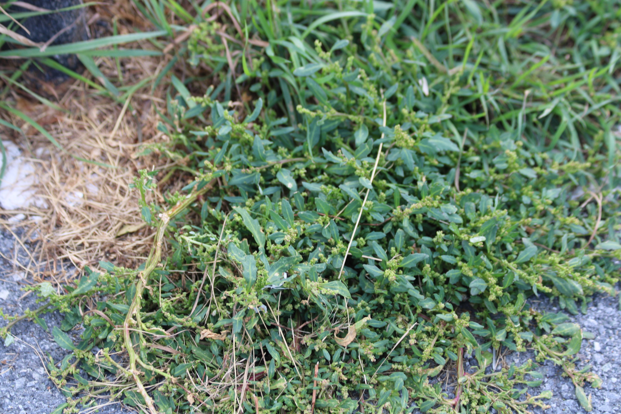 Oxybasis Glauca (Oxybasis glauca)