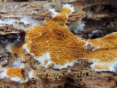 Serpulaceae