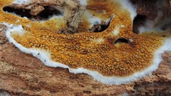 Serpulaceae