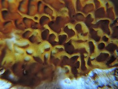 Serpulaceae