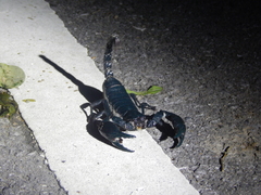 Heterometrus laevigatus