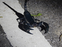 Heterometrus laevigatus