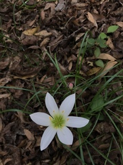 Zephyranthes atamasco