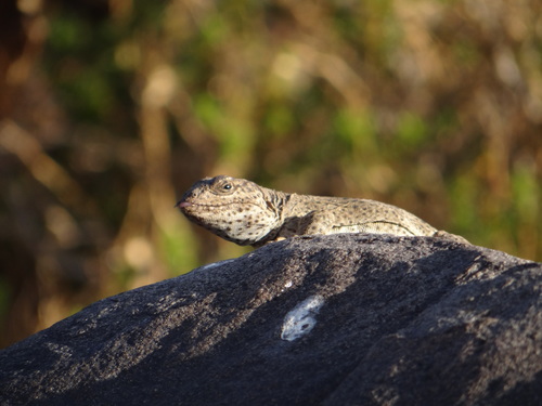Burmeister's Anole, Pristidactylus scapulatus