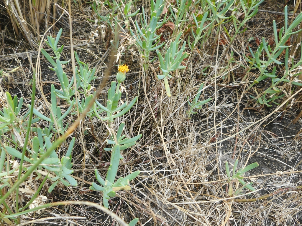 Jaumea linearifolia