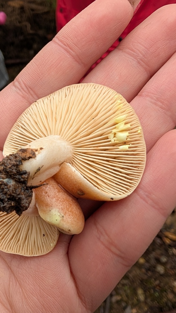 Lactarius chrysorrheus · December 2025 · photo: © amonsalvesr (iNaturalist, cc-by)