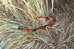 Lampropeltis polyzona