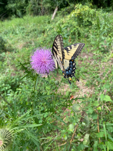 Eastern Tiger Swallowtail