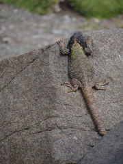 Dauntless Chuckwalla photo 2