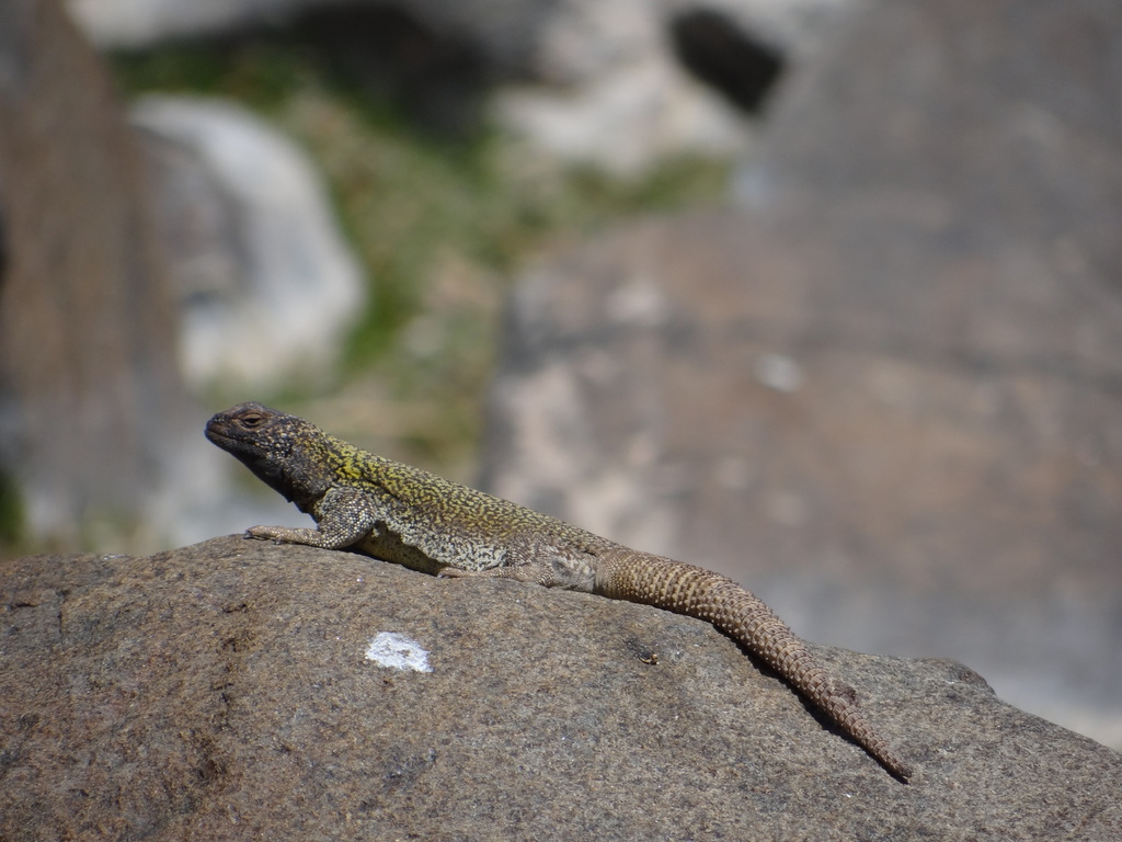 Dauntless Chuckwalla