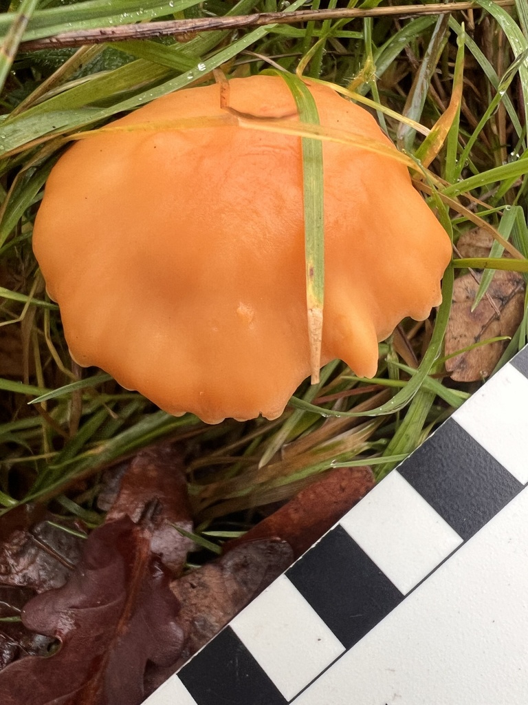 Cuphophyllus pratensis · December 2025 · photo: © eshilland (iNaturalist, cc-by)