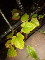 Rubus tricolor
