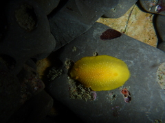 Doriopsilla