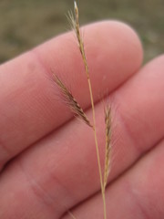 Bouteloua trifida