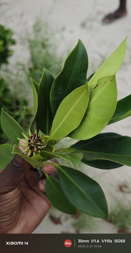 orange mangrove