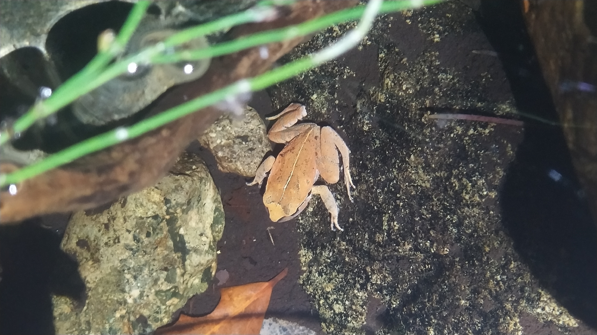 Alsodes cantillanensis Charrier, Correa-Quezada, Castro & Méndez-Torres, 2015
