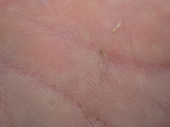 Bouteloua trifida