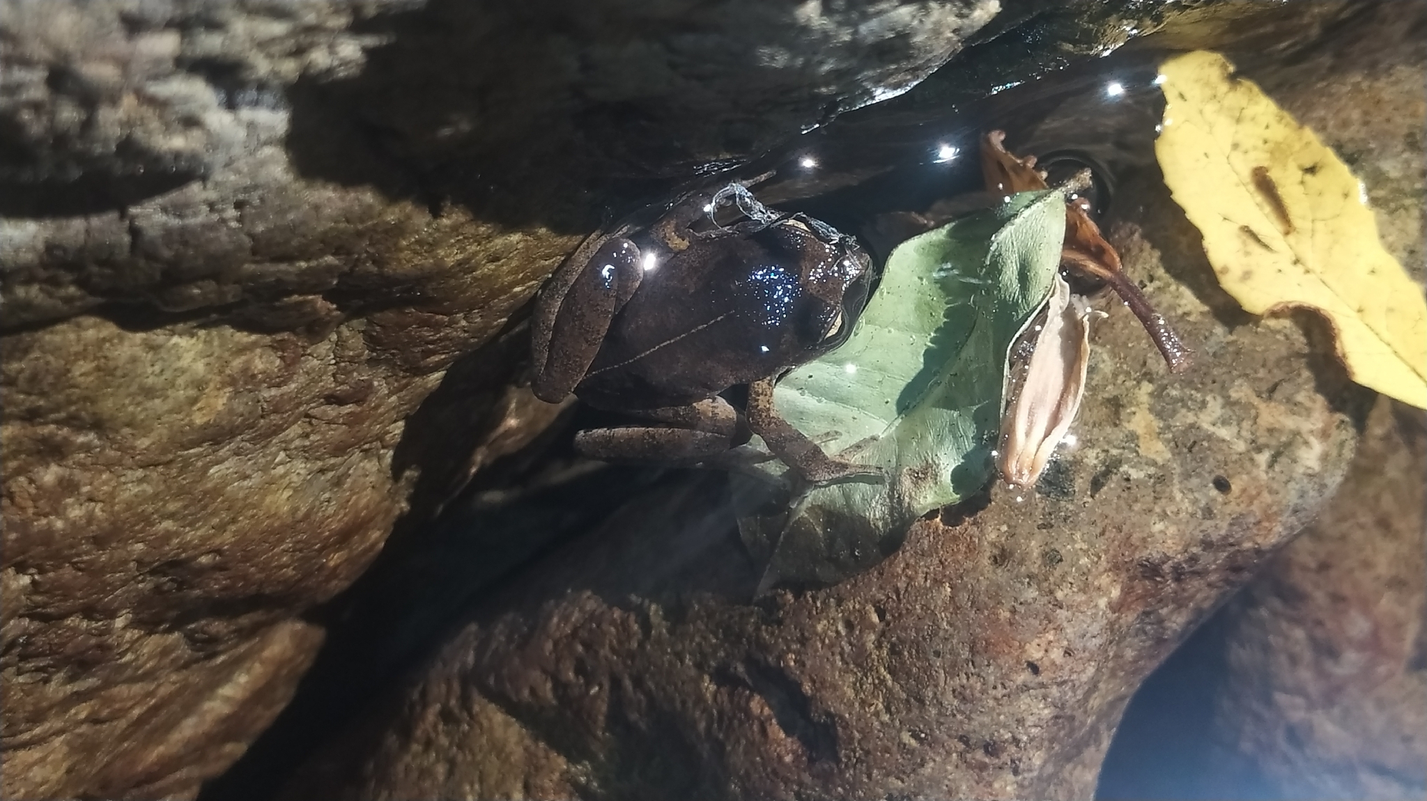 Alsodes cantillanensis Charrier, Correa-Quezada, Castro & Méndez-Torres, 2015