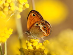Coenonympha corinna