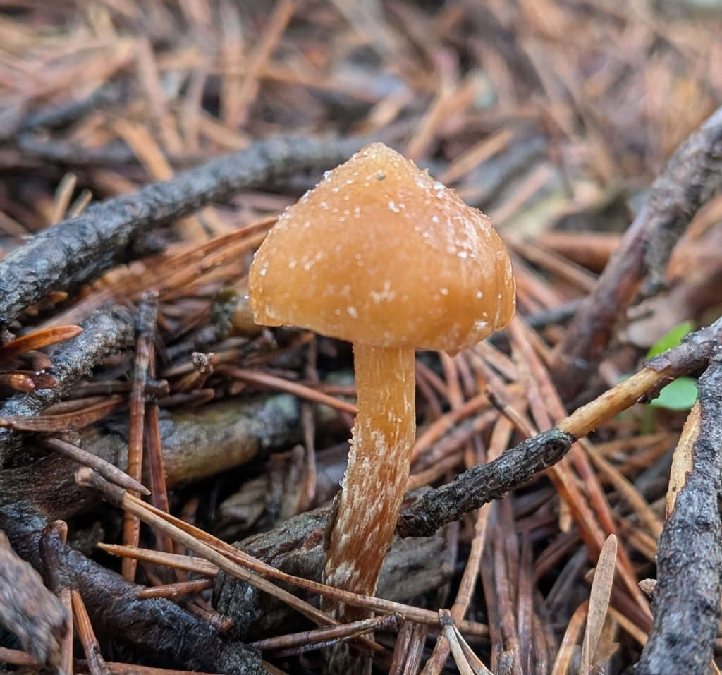 Leratiomyces squamosus