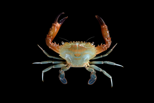 Thranita spinimana