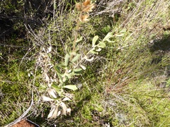 Hazardia squarrosa grindelioides