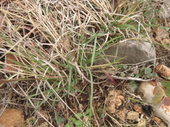 Bouteloua trifida