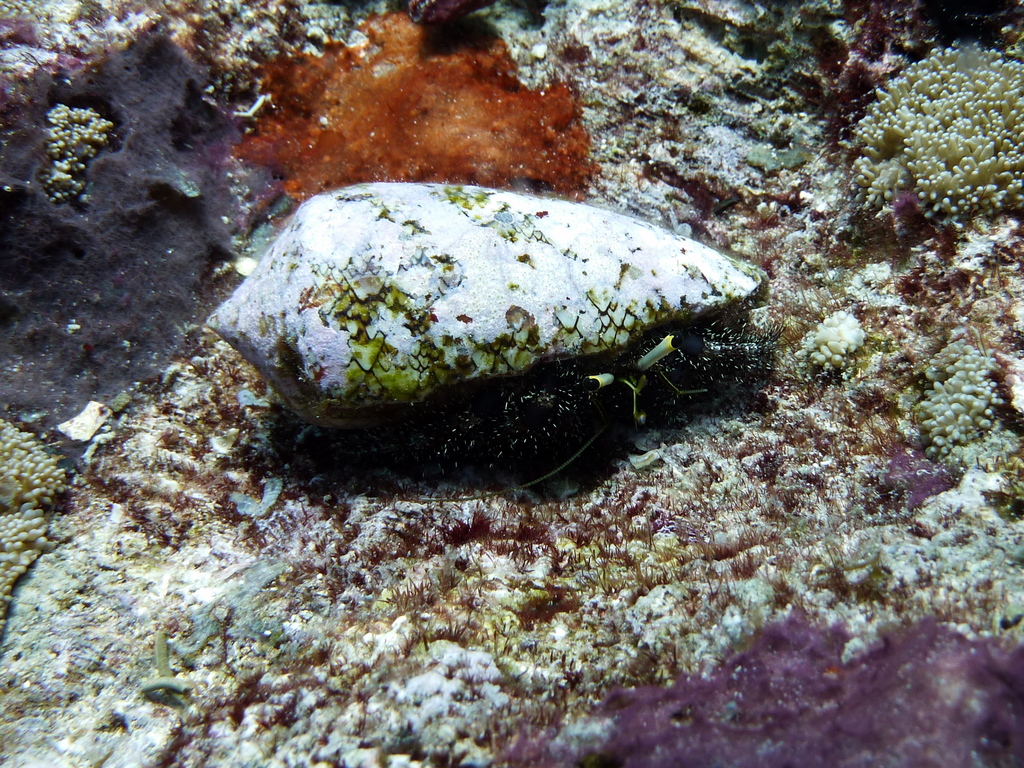Black-eyed hermit crab