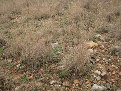 Bouteloua trifida