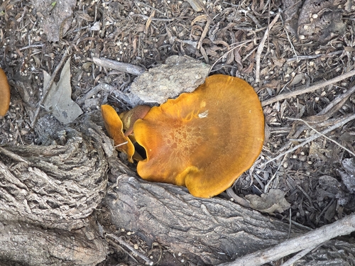iNaturalist observation photo of western jack-o'-lantern