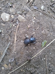 Apterodorcus bacchus