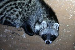 Civettictis civetta australis