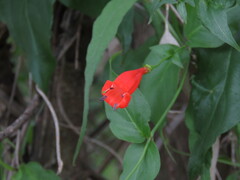 Manettia cordifolia, photograph author not stated, no rights reserved