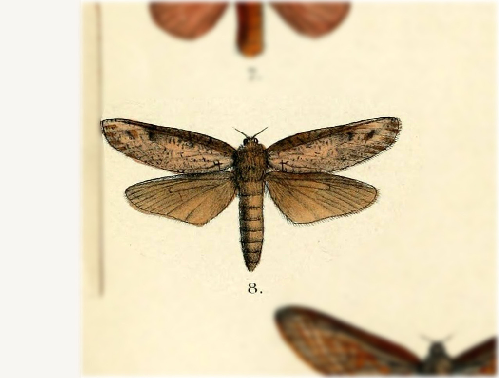 Endoclita albofasciatus