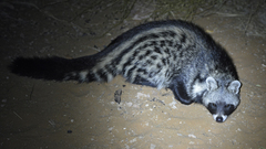 Civettictis civetta australis