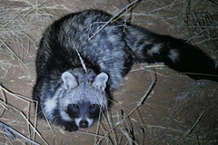 Civettictis civetta australis