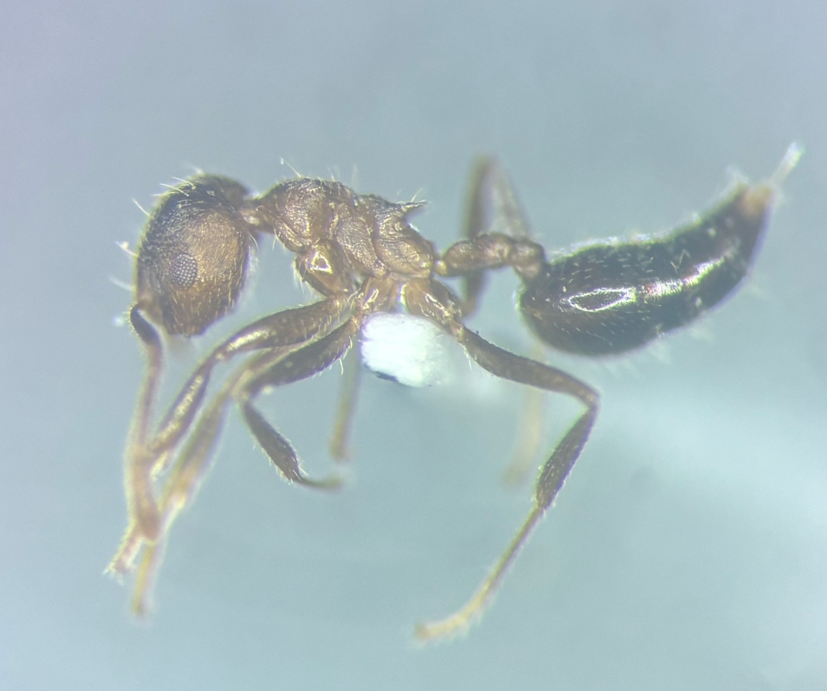 Crematogaster dohrni