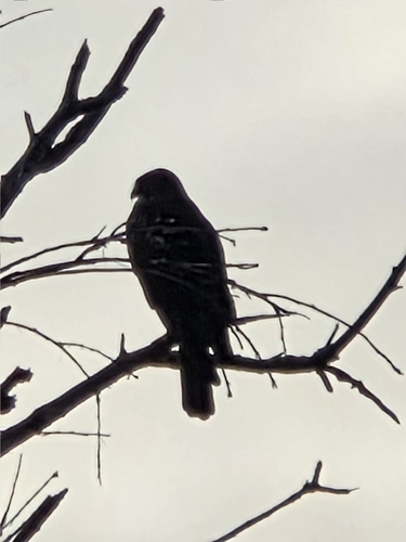 iNaturalist observation photo of Northern Harrier