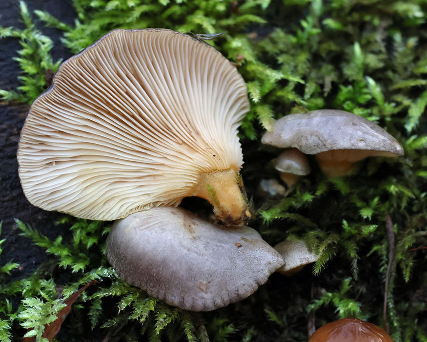 Sarcomyxa serotina · December 2025 · photo: © mycobel (iNaturalist, cc-by)