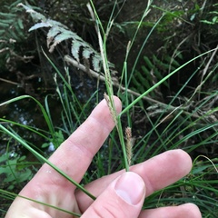 Carex ochrosaccus