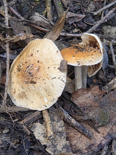 iNaturalist observation photo of Fungi Including Lichens