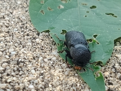 Bostrychopsis jesuita