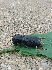 Bostrychopsis jesuita