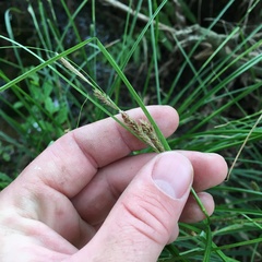 Carex ochrosaccus